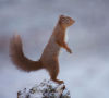 Red Squirrel