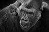 Silverback Gorilla