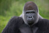 Silverback Gorilla
