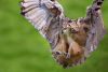 Tawny Owl