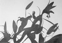 Lilies (2017) 42cm x 59cm
