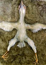 The Preparation of a Song Thrush (2019) oil on jute 160cm x 118cm