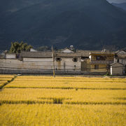 Bai houses and rice fields, Yunnan