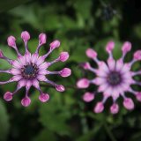 African Daisy -Whirligig