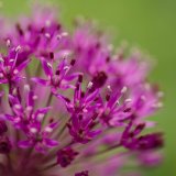 Allium