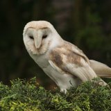 Barn Owl