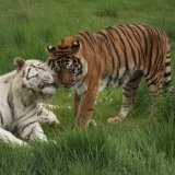 Bengal & White Tigers
