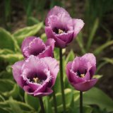 Fringed Tulips