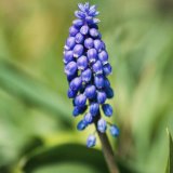 Grape Hyacinth