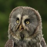 Great Grey Owl