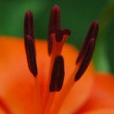 Orange Lily