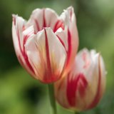Striped Tulips