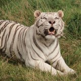 White Tiger
