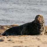 male seal