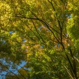 the colours of autumn