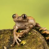 treefrog