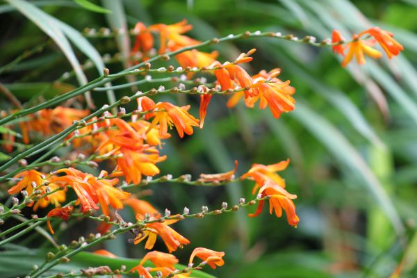 Profusion of Orange Crocosmia