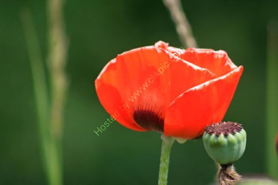 Poppy with Seed Pod