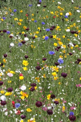 Summer Meadow