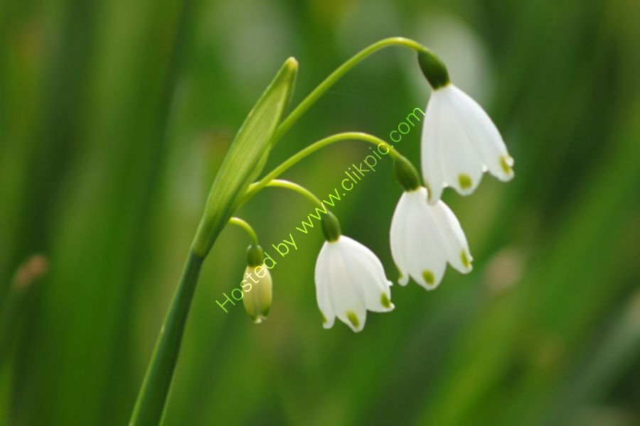 Snowdrops