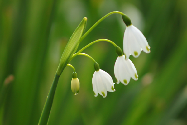 Snowdrops