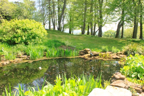 Tranquil Woodland Scene