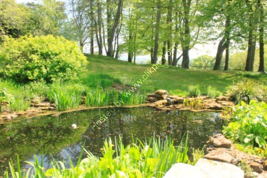 Tranquil Woodland Scene