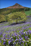Roseberry Bluebells 1