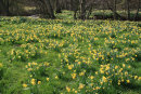 Farndale Daffodils