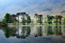 Buttermere Pines 1