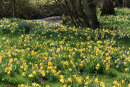 Farndale Daffodils 3