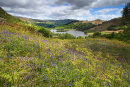 Rydal Water Bluebells