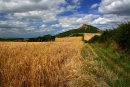 Roseberry Cornfield 2