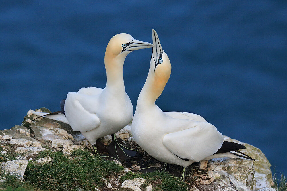 NW 14 Bempton Gannets 1