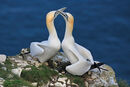 NW 16 Bempton Gannets 2