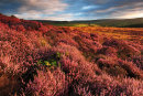 Westerdale Heather 3