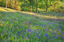 Newton Woods Bluebells
