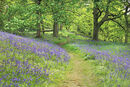 nw 180 Newton Woods Bluebells