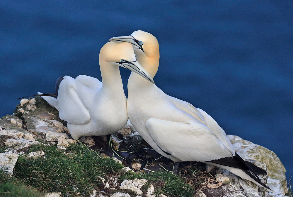 NW 18 Bempto Gannets 3