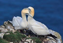 NW 18 Bempto Gannets 3