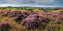 Westerdale Moor