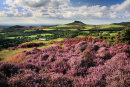 Roseberry Heather 3
