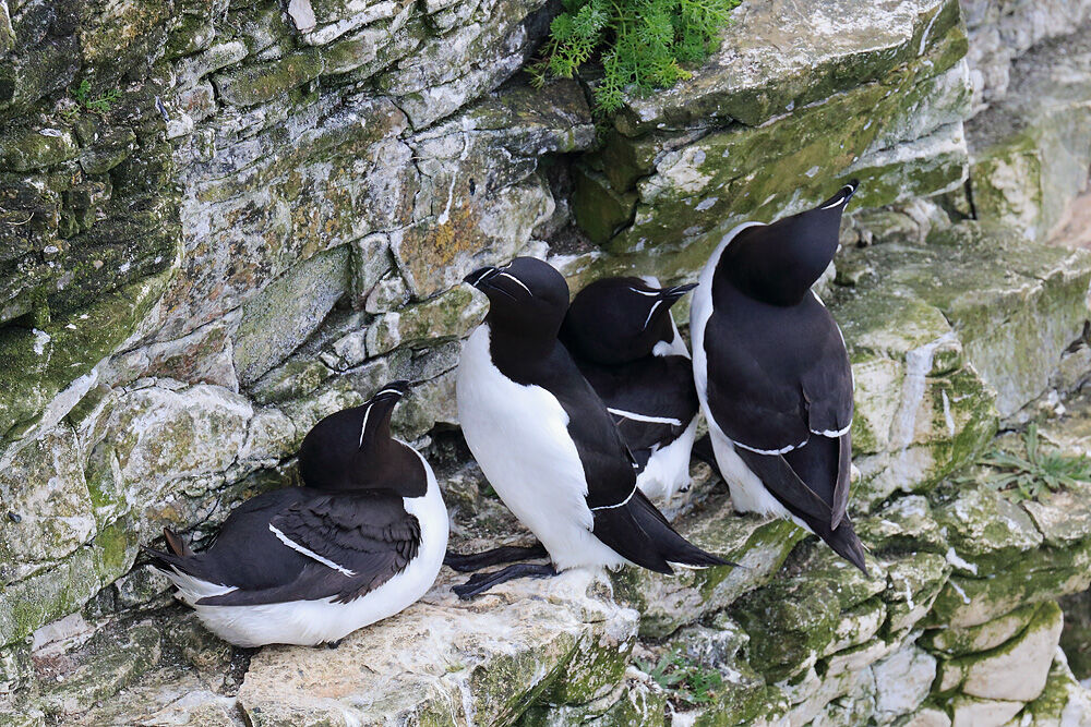 NW 20 Bempton Razorbills