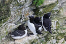 NW 20 Bempton Razorbills