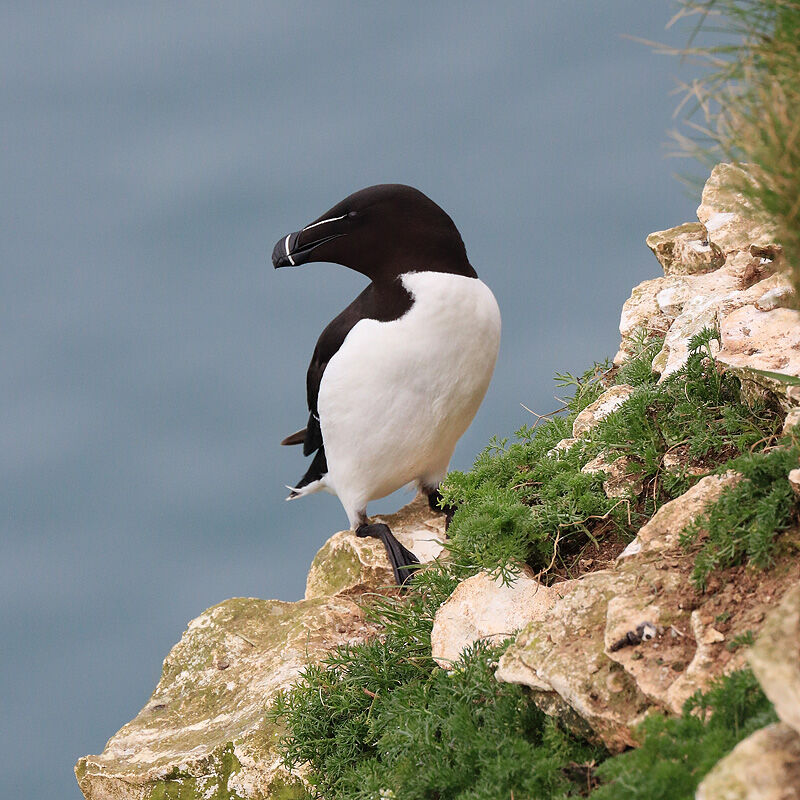 NW 22 Bempton Razorbill