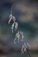 nw 230 Frosty Nettle 2