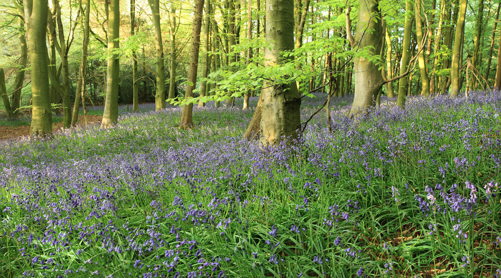 NW 26 Faceby Woods Bluebells