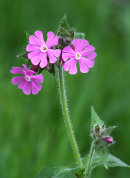 Red Campion 2