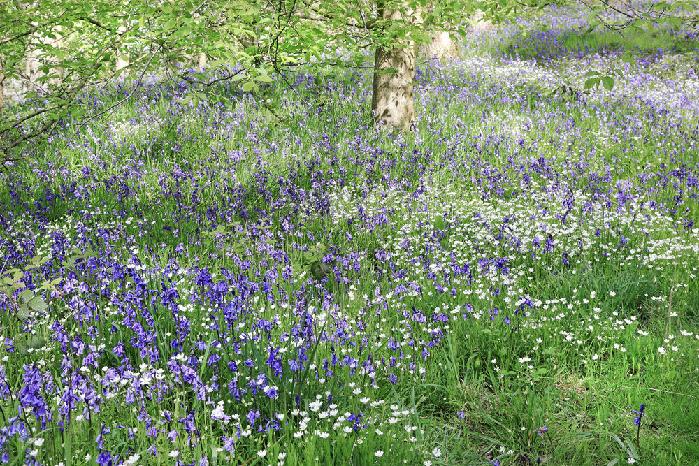 NW 28 Newton Woods Bluebells