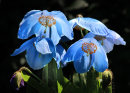 300 Backlit Poppies